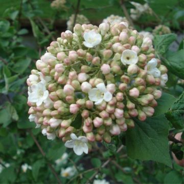 Viorne carlcéphalum - cont. 9.5l (Viburnum x carlcephalum)