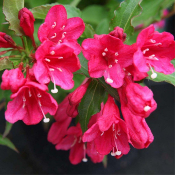 Weigela 'Red Prince' - cont. 9.5l (Weigela florida)