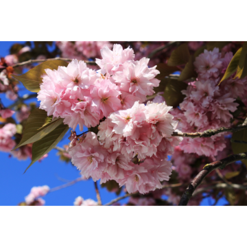 Cerisier du Japon 'Kanzan' - cont. 55l (Prunus serrulata)