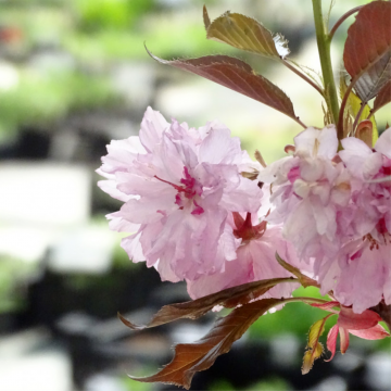 Cerisier du Japon 'Royal Burgundy' - cont. 45-55l (Prunus serrulata)