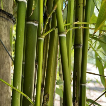 Bambou vert - cont. 12l - 150/175cm (Phyllostachys bissetii)