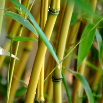 Bambou doré - cont. 12l - 150/175cm (Phyllostachys aurea)