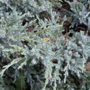 Genévrier écailleux 'Blue Carpet' - cont. 3-5l (Juniperus squamata)