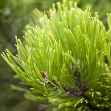 Pin de montagne 'Ophir' - cont. 7.5l (Pinus mugo)