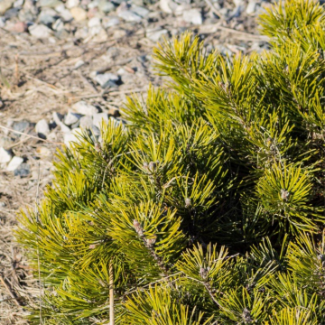 Pinus mugo (Pin de montagne) ´Pumilio´ - cont. 3 litres