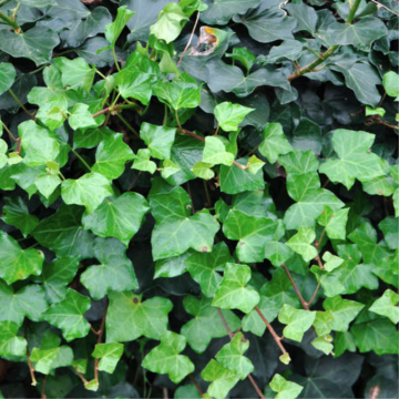 Lierre d'Irlande - caissette de 60l (Hedera hibernica)