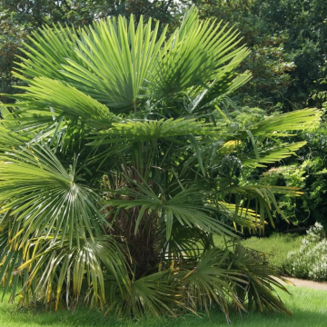 Palmier de Chine - cont. 3-5l (Chamaerops excelsa/Trachycarpus fortunei)