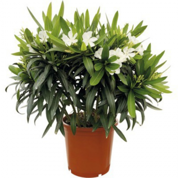 Laurier rose blanc - en pot de 30 cm (Nerium oleander)