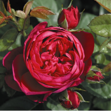 Rosier arbustif 'Ascot' - cont. 6l (Rosa Tantau)