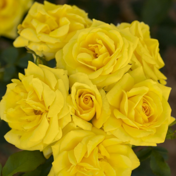 Rosier buisson 'Carte d'Or®' - cont. 6l (Rosa floribunda)