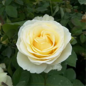 Rosier buisson 'Chopin' - cont. 6l (Rosa Thé moderne)