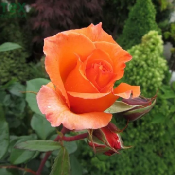 Rosier buisson 'Doris Tysterman' - cont. 3l (Rosa Thé moderne)