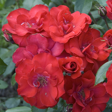 Rosier buisson 'La Sevillana Plus®' - cont. 6l (Rosa x polyantha)