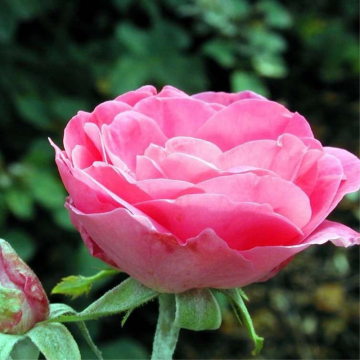 Rosier à massif 'Melrose' - cont. 6l (Rosa polyantha)