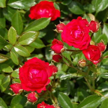 Rosier buisson 'Red Meilove®' - cont. 6l (Rosa polyantha)