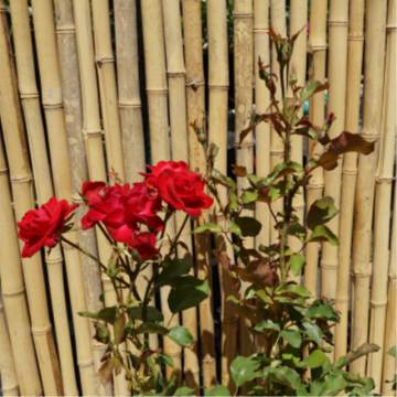 Rosier tige 'Wettra' - cont. 9.5l - demi-tige (Rosa polyantha)