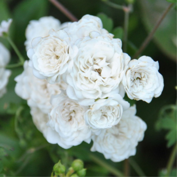 Rosier buisson 'The Fairy' blanc - cont. 1.5l (Rosa x polyantha)