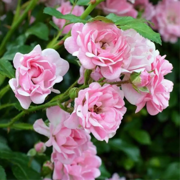 Rosier buisson 'The Fairy' rose - cont. 1.5l (Rosa x polyantha)