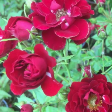 Rosier buisson 'The Fairy' rouge - cont. 1.5l (Rosa x polyantha)