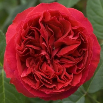 Rosier buisson 'Traviata®' - cont. 6l (Rosa x hybrida)