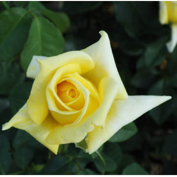Rosier pleureur 'Landora' - cont. 9.5l - demi-tige (Rosa x hybrida)