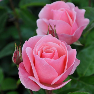 Rosier tige 'Queen Elisabeth' - cont. 9.5l - demi-tige (Rosa x hybrida)