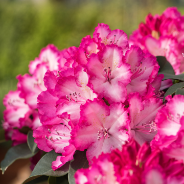 Rhododendron XXL® - cont. 5l