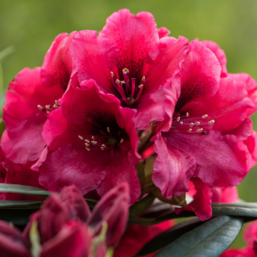 Rhododendron Red Devil® - cont. 5l