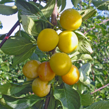 Prunier 'Mirabelle de Nancy' - cont. 30l - haute-tige - tronc 8/10 cm (Prunus domestica)