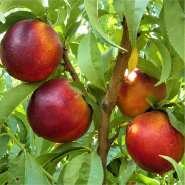Nectarinier 'Independance' - cont. 9.5l - demi-tige (Prunus nucipersica)