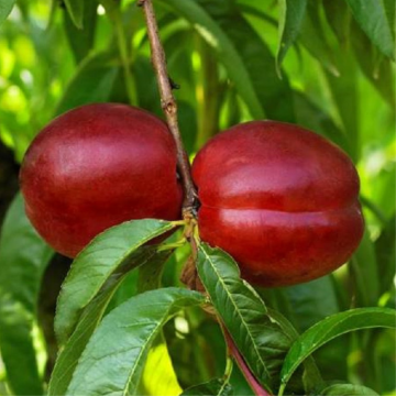 Nectarinier 'Morton' - cont. 9.5l - demi-tige (Prunus nucipersica)