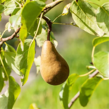 Poirier 'Kaiser Alexander' (Beurré Bosc) - cont. 9.5l - demi-tige (Pyrus communis)