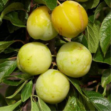 Prunier 'Reine Claude d'Oullins' - cont. 30l - haute-tige 8/10 cm (Prunus domestica)