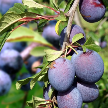 Prunier 'Reine Claude violette' - cont. 9.5l - basse-tige (Prunus domestica)