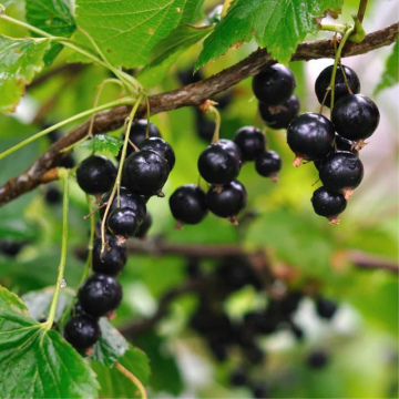 Cassis noir 'Titania' - cont. 3l (Ribes nigrum)