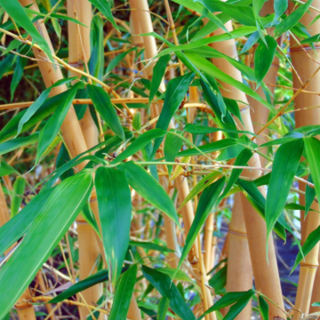 Bambou jaune 'Aureocaulis' - cont. 12l - 150/175cm (Phyllostachys aureacaulis)