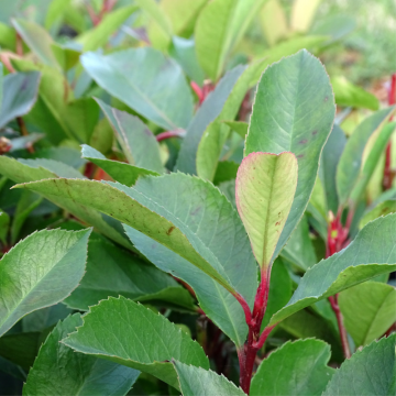 Photinia 'Red Robin' - cont. 35-45l - 175cm+ (Photinia X fraseri)