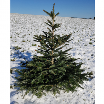 Sapin de Noël naturel SUISSE - hauteur 150/175 cm (Abies Nordmanniana)