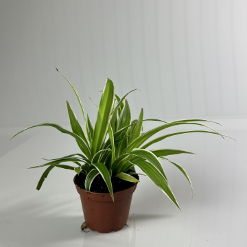 Chlorophytum comosum 15 cm - en pot de 8.5 cm