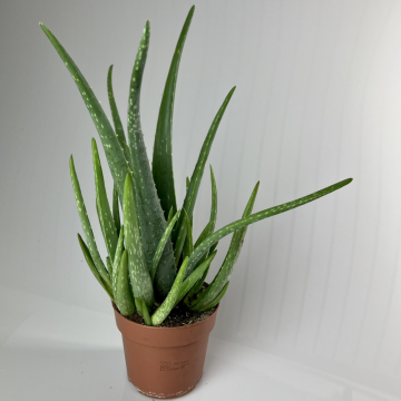 Aloe vera_x000D_