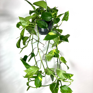 Epippremnum pinnatum (suspension) - en pot de 17 cm