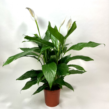 Spathiphyllum 90 cm - en pot de 19 cm