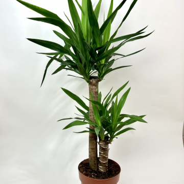 Yucca Elephantipes - 2 troncs - 90 cm - en pot de 21 cm