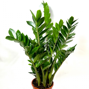 Zamioculcas zamiifolia 80 cm - en pot de 21 cm