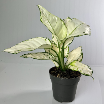 Aglaonema mix 35-40 cm - en pot de 12 cm