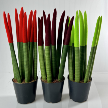 Sanseveria cylindrica ´Velvet Touch´ mix 45 cm - en pot de 12 cm