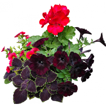 Coupe Garden Party Red Black - 25 cm