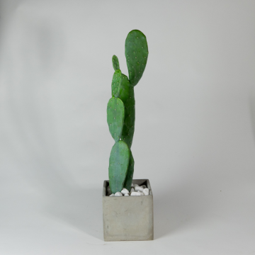 Cactus artificiel en pot