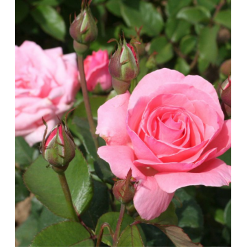 Rosier arbustif 'Queen Elisabeth' - cont. 3l (Rosa x hybrida)_x000D_