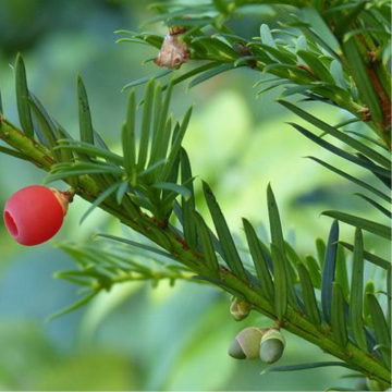 If commun - cont. 3l (Taxus baccata)